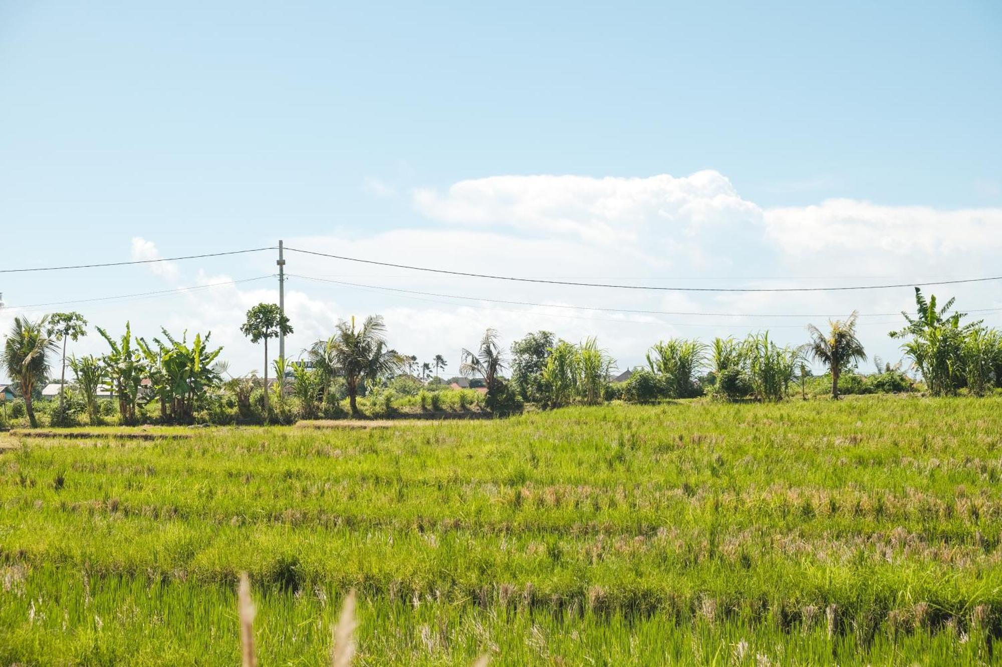 Padi Villa Canggu Buitenkant foto